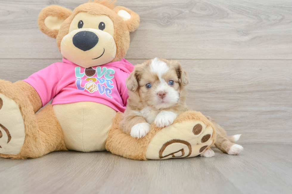 5 week old Saussie Puppy For Sale - Simply Southern Pups