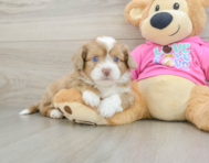 8 week old Saussie Puppy For Sale - Simply Southern Pups