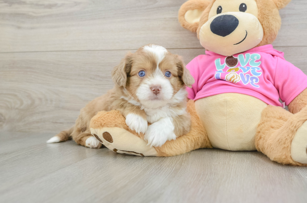 5 week old Saussie Puppy For Sale - Simply Southern Pups