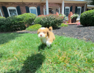 9 week old Saussie Puppy For Sale - Simply Southern Pups