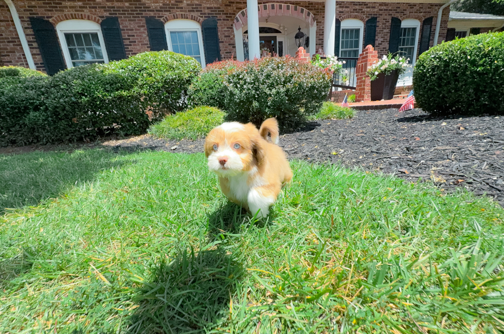 10 week old Saussie Puppy For Sale - Simply Southern Pups