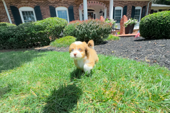 Cute Saussie Designer Pup