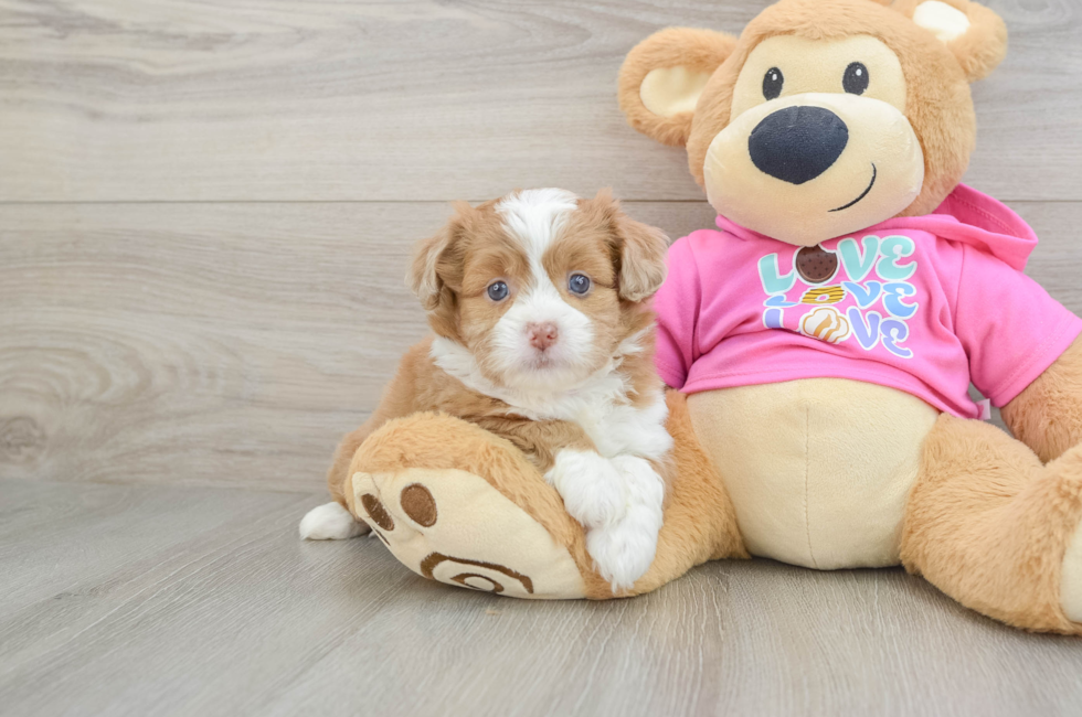 5 week old Saussie Puppy For Sale - Simply Southern Pups