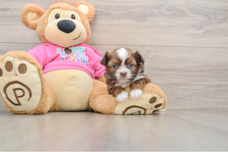 Saussie Pup Being Cute