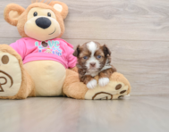 5 week old Saussie Puppy For Sale - Simply Southern Pups