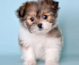 Shih Pom Puppies For Sale Simply Southern Pups