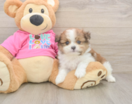 5 week old Shih Pom Puppy For Sale - Simply Southern Pups