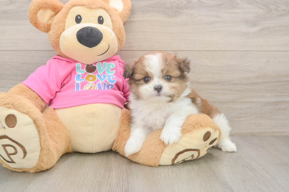5 week old Shih Pom Puppy For Sale - Simply Southern Pups