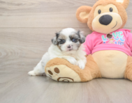 5 week old Shih Pom Puppy For Sale - Simply Southern Pups