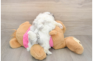 Popular Shih Pom Designer Pup