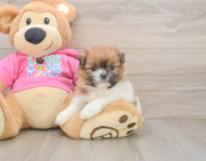 5 week old Shih Pom Puppy For Sale - Simply Southern Pups