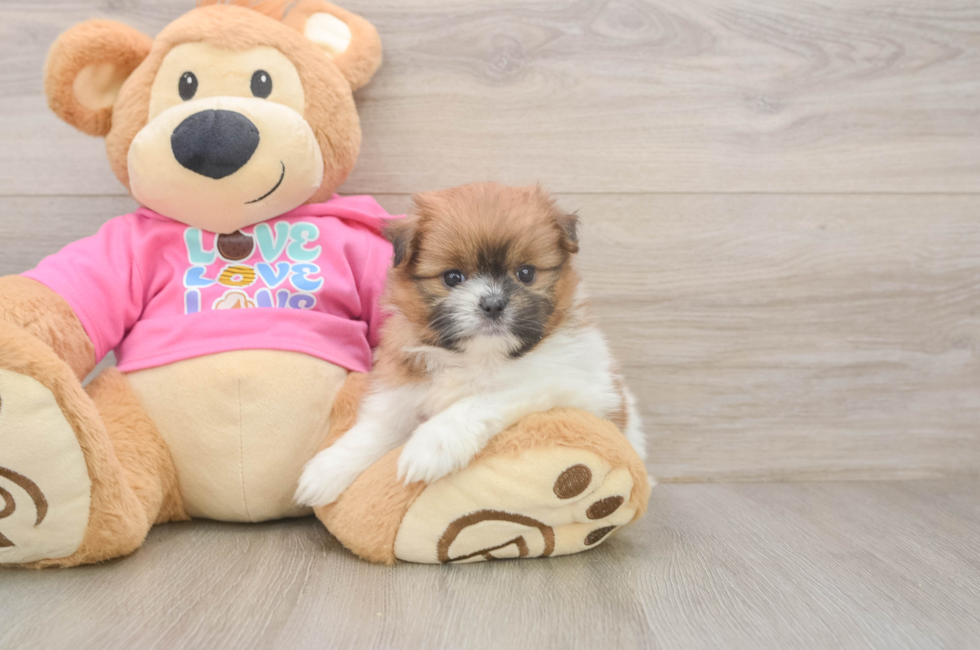 5 week old Shih Pom Puppy For Sale - Simply Southern Pups