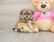 5 week old Shih Pom Puppy For Sale - Simply Southern Pups