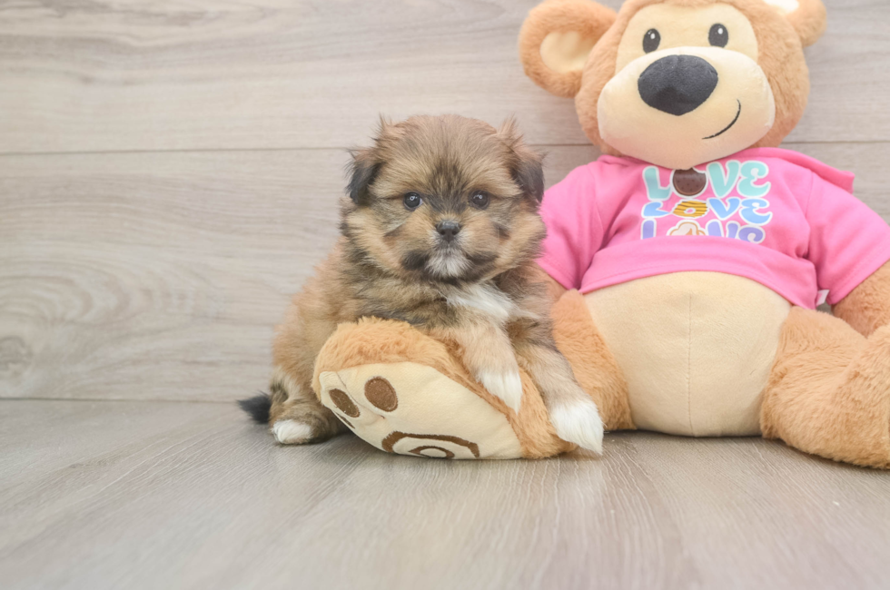 5 week old Shih Pom Puppy For Sale - Simply Southern Pups