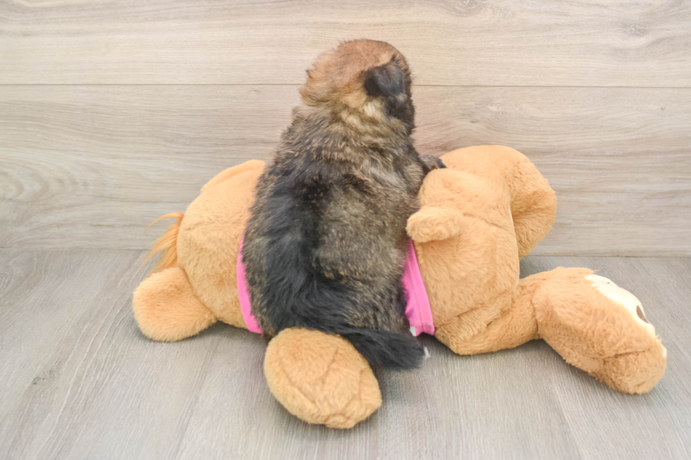 Small Shih Pom Baby