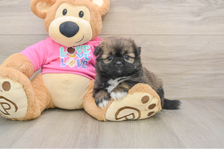 Shih Pom Pup Being Cute