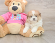 5 week old Shih Pom Puppy For Sale - Simply Southern Pups