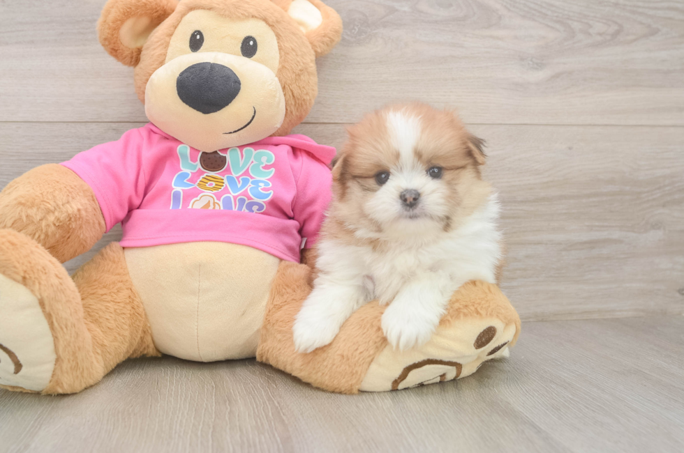 5 week old Shih Pom Puppy For Sale - Simply Southern Pups