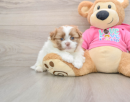 6 week old Shih Pom Puppy For Sale - Simply Southern Pups