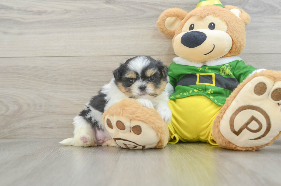 5 week old Shih Pom Puppy For Sale - Simply Southern Pups