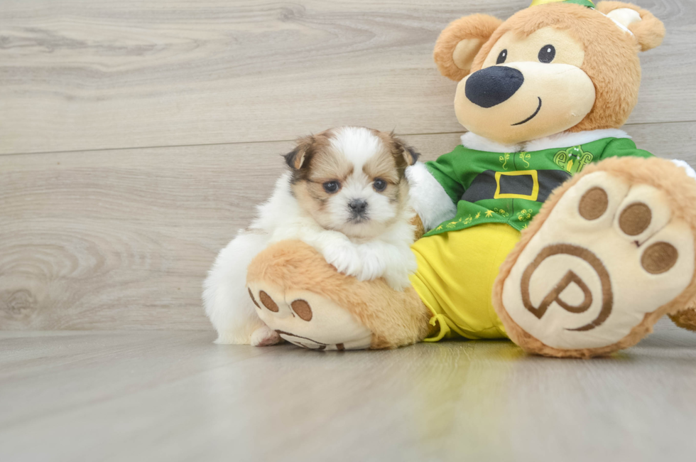 5 week old Shih Pom Puppy For Sale - Simply Southern Pups