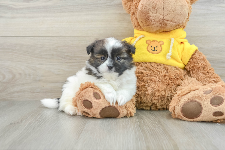 Shih Pom Pup Being Cute