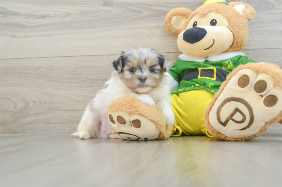 5 week old Shih Pom Puppy For Sale - Simply Southern Pups