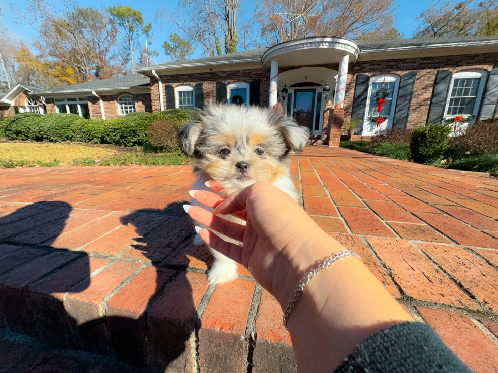 Cute Shih Pom Designer Pup