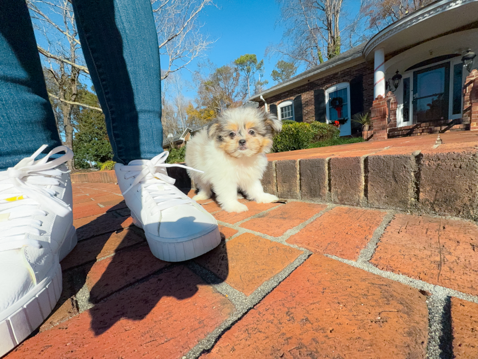 Best Shih Pom Baby