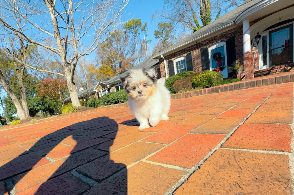 Cute Shih Pom Baby