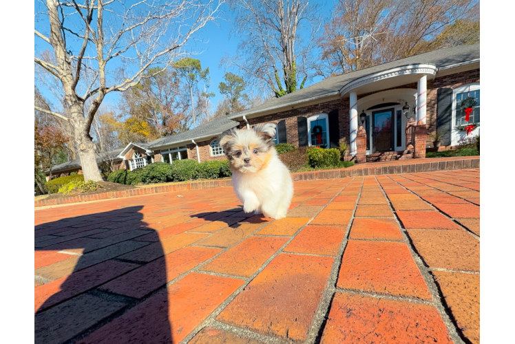 Shih Pom Pup Being Cute