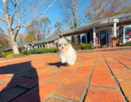 10 week old Shih Pom Puppy For Sale - Simply Southern Pups