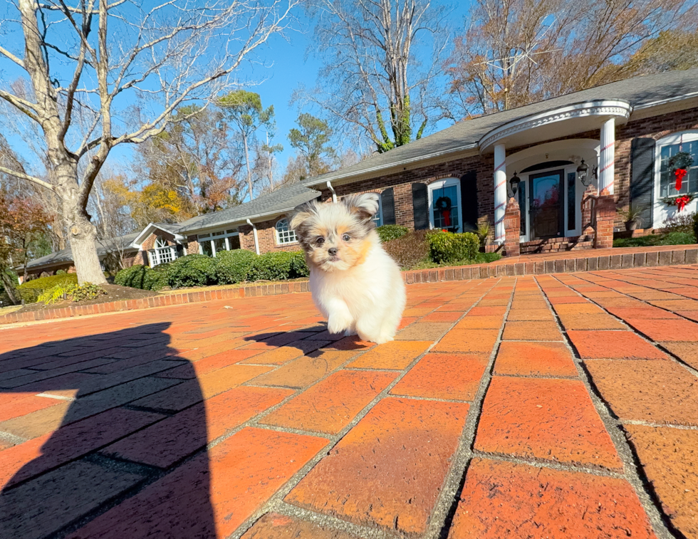 Shih Pom Pup Being Cute