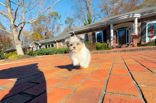 Shih Pom Pup Being Cute