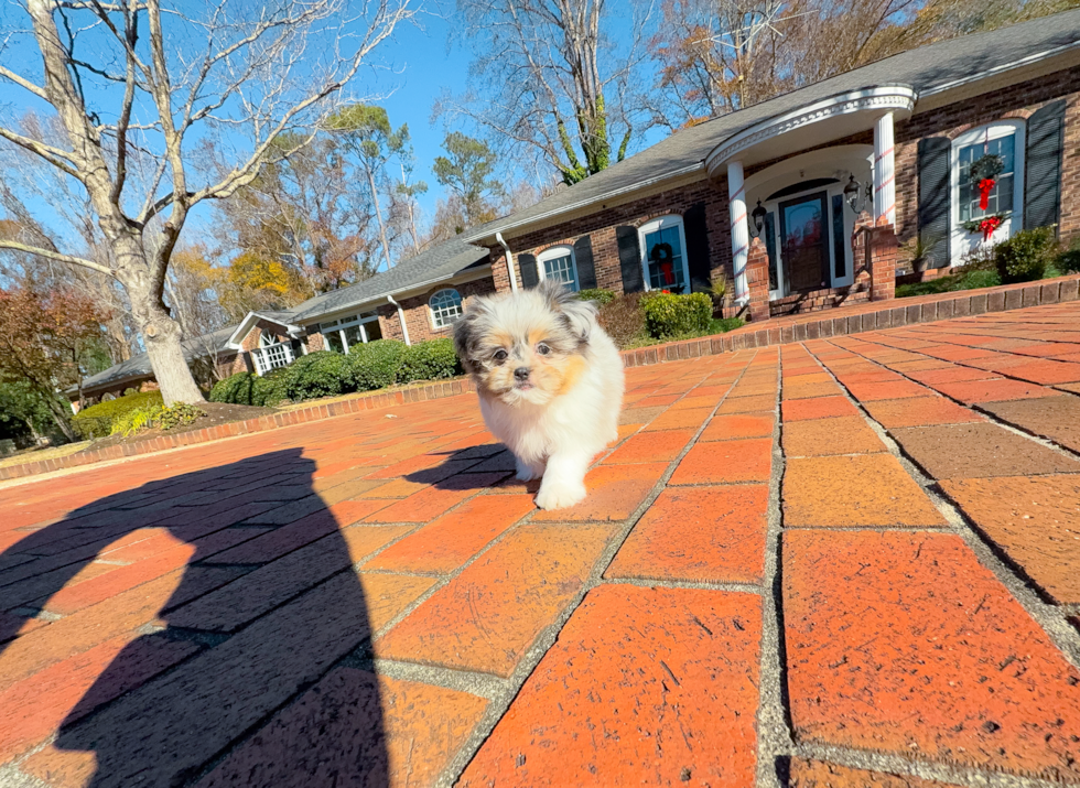 Cute Shih Pom Baby