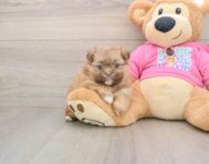 6 week old Shih Pom Puppy For Sale - Simply Southern Pups