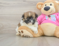 8 week old Shih Pom Puppy For Sale - Simply Southern Pups