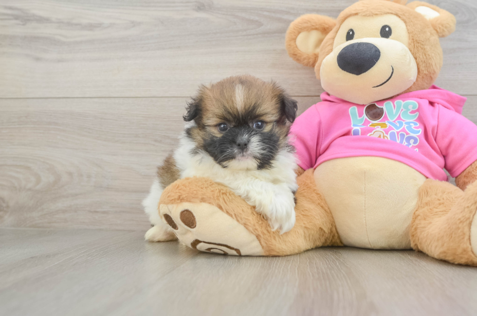 5 week old Shih Pom Puppy For Sale - Simply Southern Pups