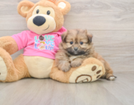 5 week old Shih Pom Puppy For Sale - Simply Southern Pups