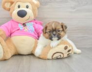6 week old Shih Pom Puppy For Sale - Simply Southern Pups