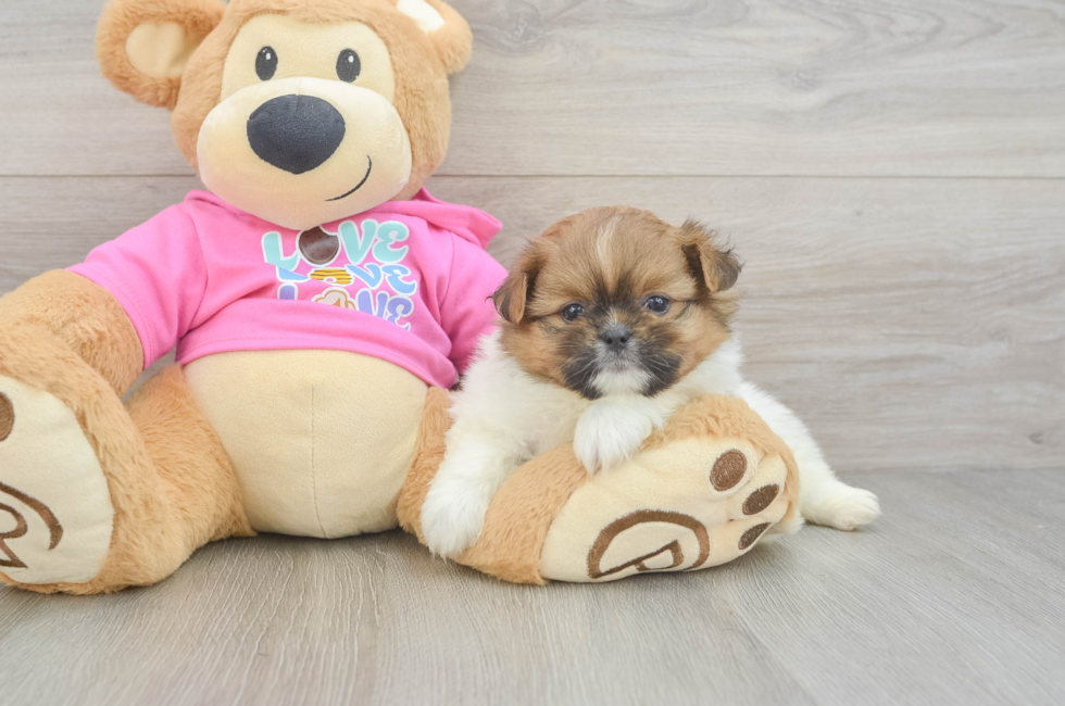 5 week old Shih Pom Puppy For Sale - Simply Southern Pups