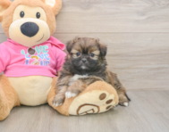 5 week old Shih Pom Puppy For Sale - Simply Southern Pups