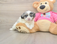5 week old Shih Pom Puppy For Sale - Simply Southern Pups