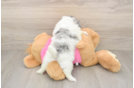 Shih Pom Pup Being Cute
