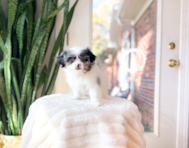9 week old Shih Pom Puppy For Sale - Simply Southern Pups