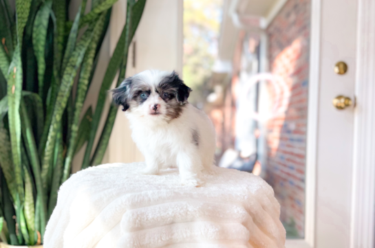 Shih Pom Puppy for Adoption