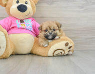 7 week old Shih Pom Puppy For Sale - Simply Southern Pups