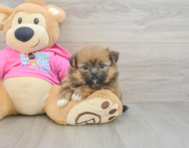 8 week old Shih Pom Puppy For Sale - Simply Southern Pups