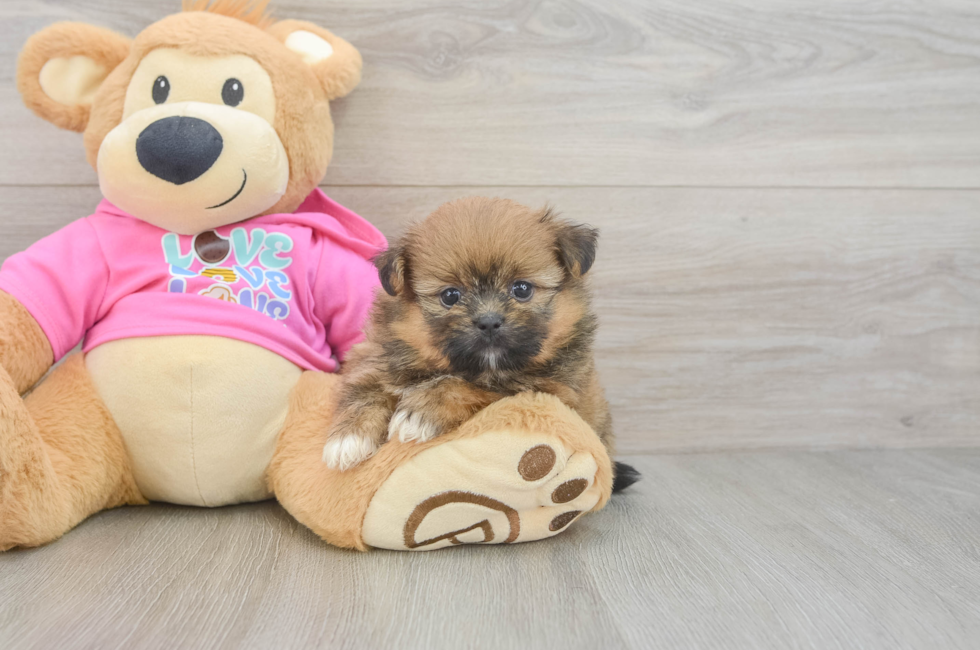 5 week old Shih Pom Puppy For Sale - Simply Southern Pups