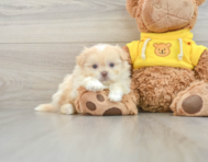 6 week old Shih Pom Puppy For Sale - Simply Southern Pups